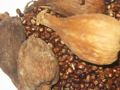 Kororima